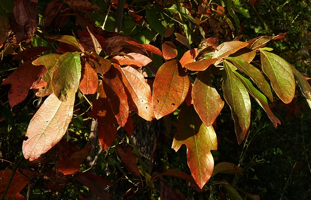 {Sassafras albidum}